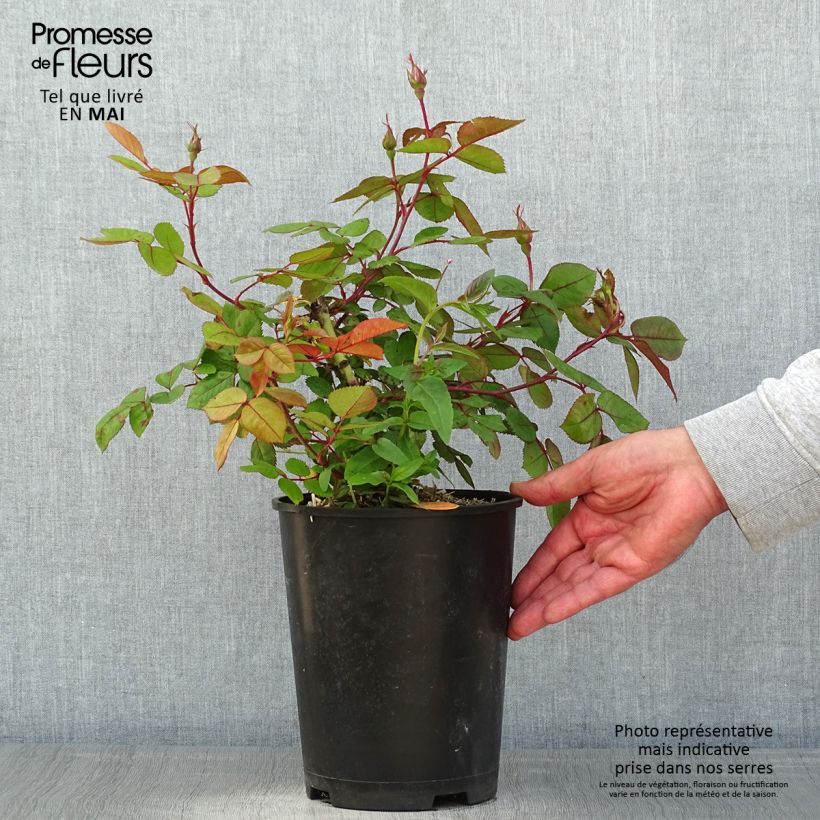 Rosa Floribunda Cherry Bonica Vaso da 4L/5L esemplare consegnato in primavera