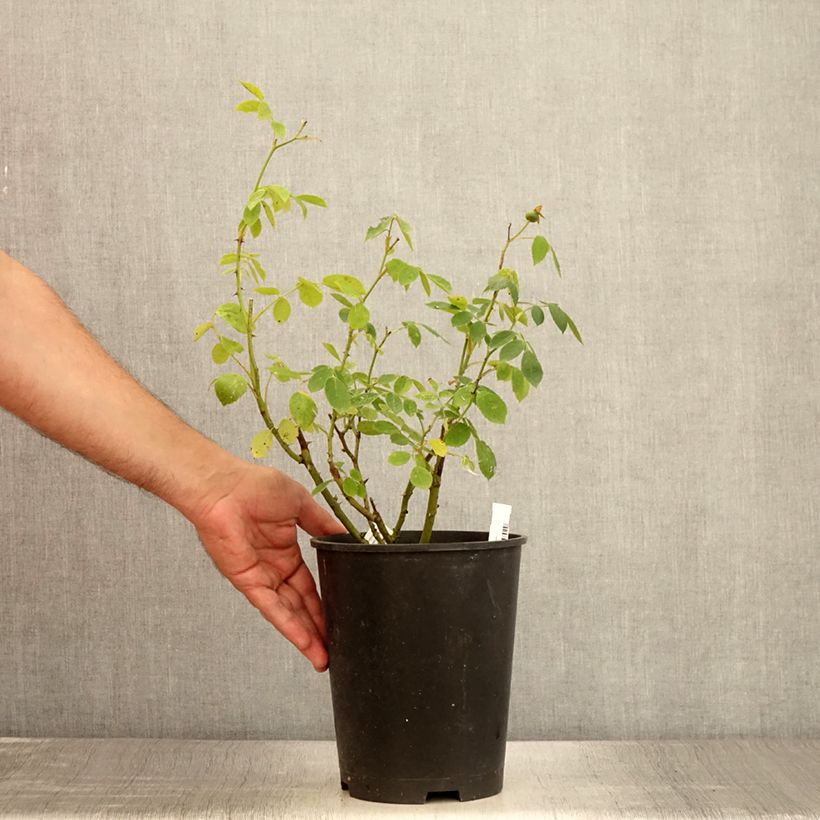 Esemplare di Rosa moscata Comtesse André d'Oultremont Vaso da 4L/5L consegnato in estate