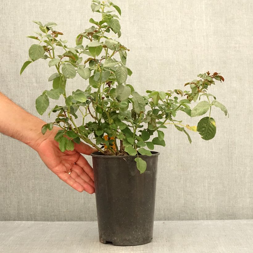 Esemplare di Rosa polyantha Fantasia Coral Lions-Rose Vaso da 3L/4L consegnato in estate