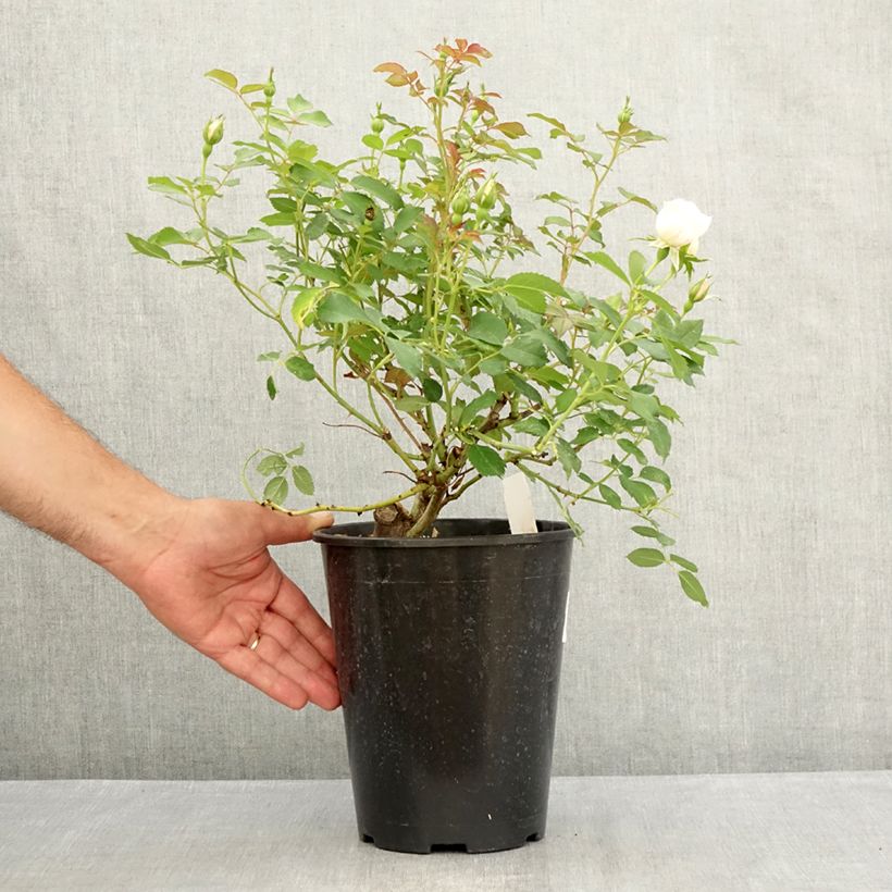 Esemplare di Rosa polyantha Crème Chantilly 'Meiradena' Vaso da 4L/5L consegnato in estate