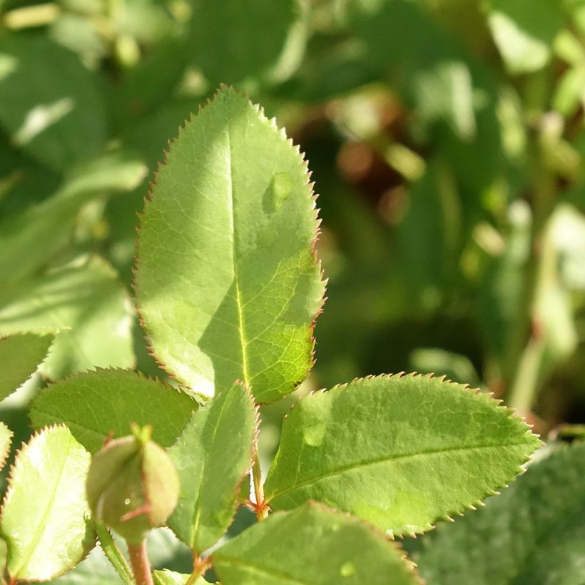Rosa polyantha Fizzy Lady (Fogliame)