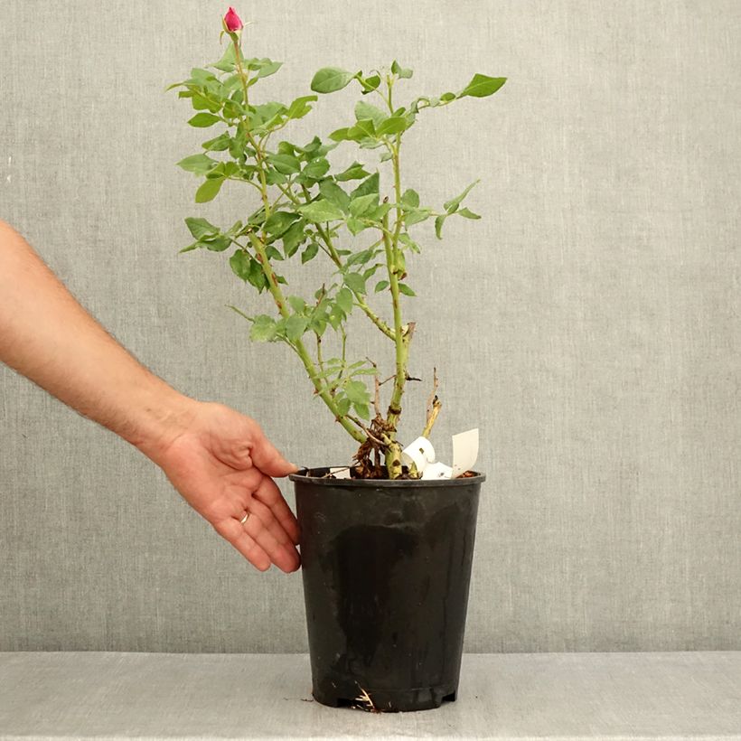 Esemplare di Rosa polyantha Fizzy Lady Vaso da 4L/5L consegnato in estate