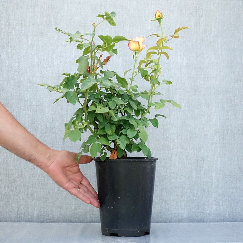 Esemplare di Rosa Floribunda Flame Origami Vaso da 4L/5L consegnato in estate
