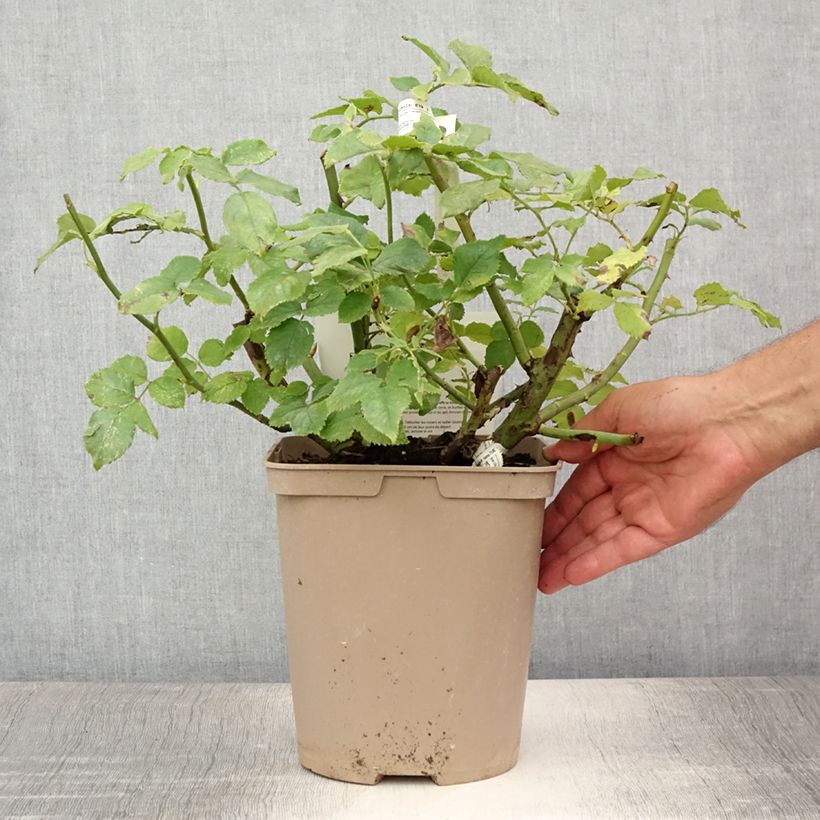 Esemplare di Rosa polyantha Folle Courtisane Delparfroni Vaso da 4L/5L consegnato in estate