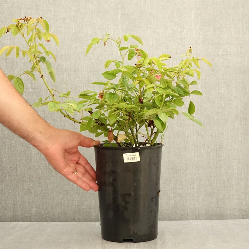 Esemplare di Rosa polyantha Folle Framboise Vaso da 4L/5L consegnato in estate