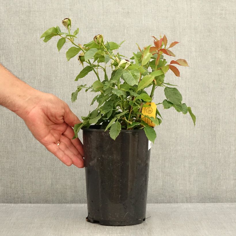 Esemplare di Rosa polyantha Friesia Vaso da 2L/3L consegnato in estate