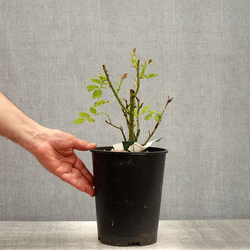 Rosa polyantha Greensleeves Vaso da 4L/5L esemplare consegnato in primavera