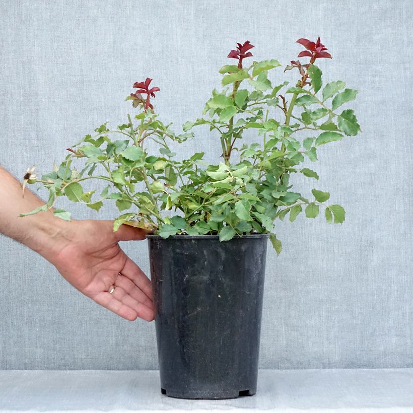 Esemplare di Rosa polyantha Hedge Charmers Vaso da 4L/5L consegnato in estate