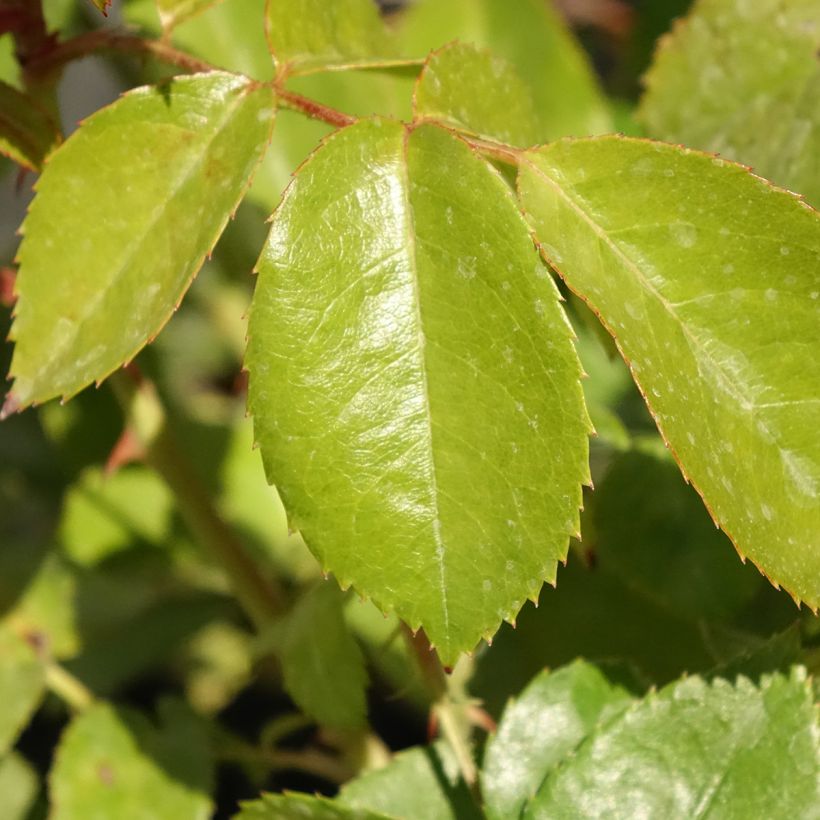 Rosa polyantha Hot Cocoa Wekpaltlez (Fogliame)