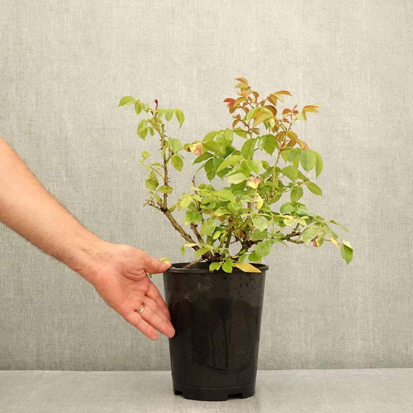 Esemplare di Rosa polyantha Hot Cocoa Wekpaltlez Vaso da 4L/5L consegnato in estate