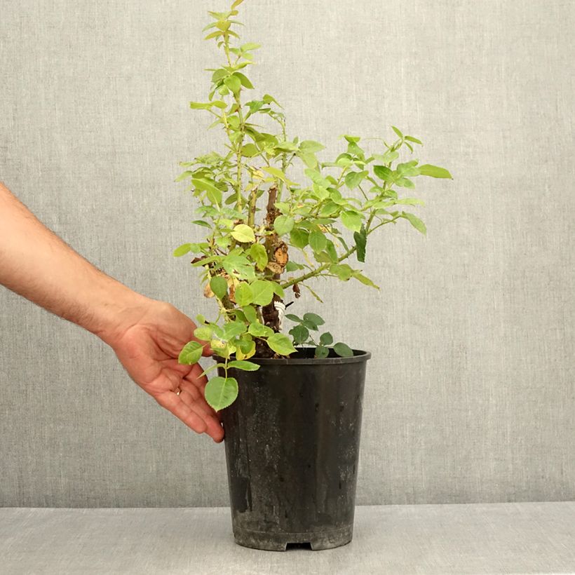 Esemplare di Rosa polyantha La Sauvagine Terre et Passion Vaso da 4L/5L consegnato in estate