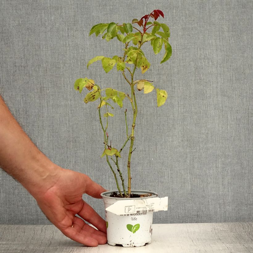 Esemplare di Rosa Floribunda La Sevillana Meigekanu Vaso da Ø 10 cm/11 cm consegnato in estate
