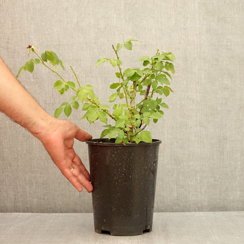 Esemplare di Rosa Floribunda La Sevillana Meigekanu Vaso da 2L/3L consegnato in estate