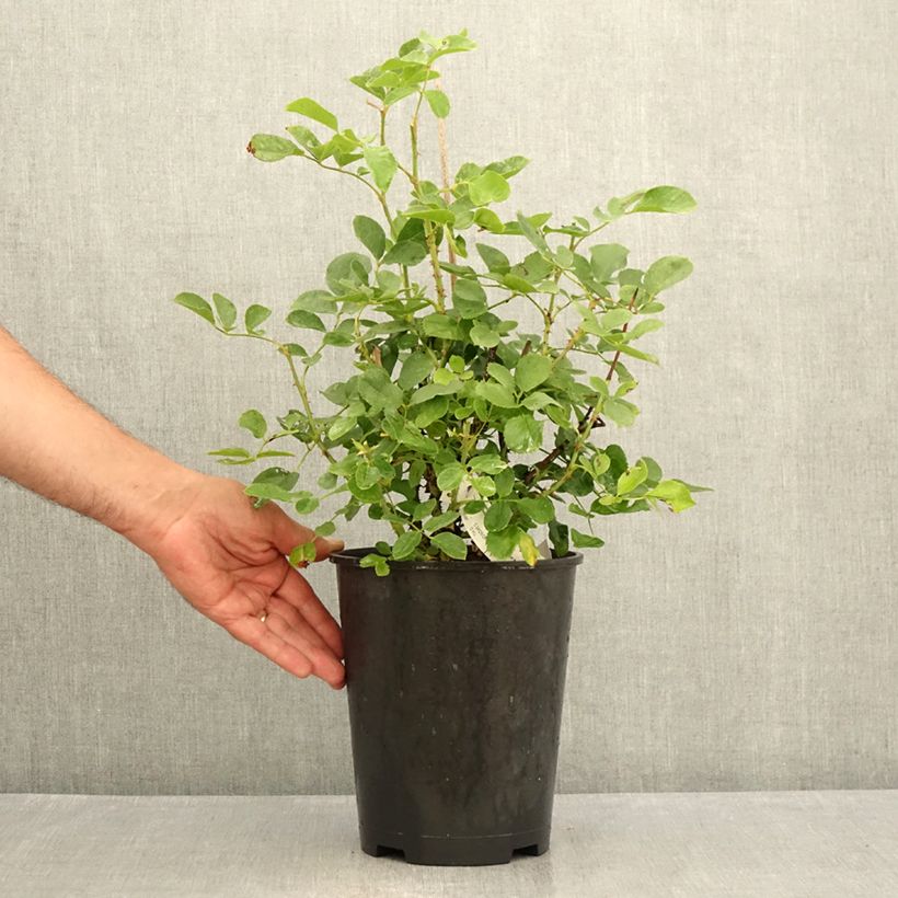 Esemplare di Rosa polyantha Lili Marleen Vaso da 4L/5L consegnato in estate