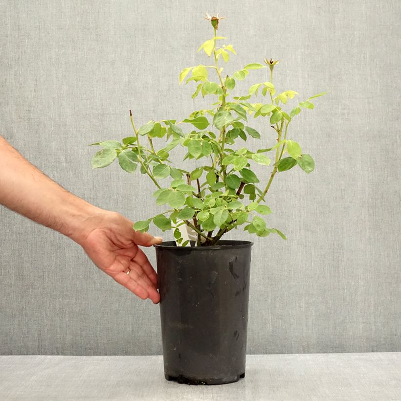 Esemplare di Rosa polyantha Love letter Vaso da 4L/5L consegnato in estate