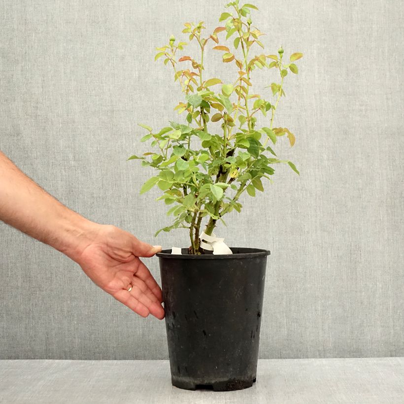 Esemplare di Rosa polyantha Marc's Jubilée Vaso da 4L/5L consegnato in estate