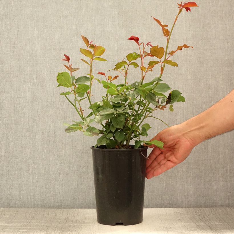 Esemplare di Rosa Margaret Merril Vaso da 2L/3L consegnato in estate