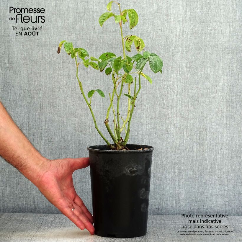 Esemplare di Rosa polyantha Maria Mathilda Vaso da 3L/4L consegnato in estate