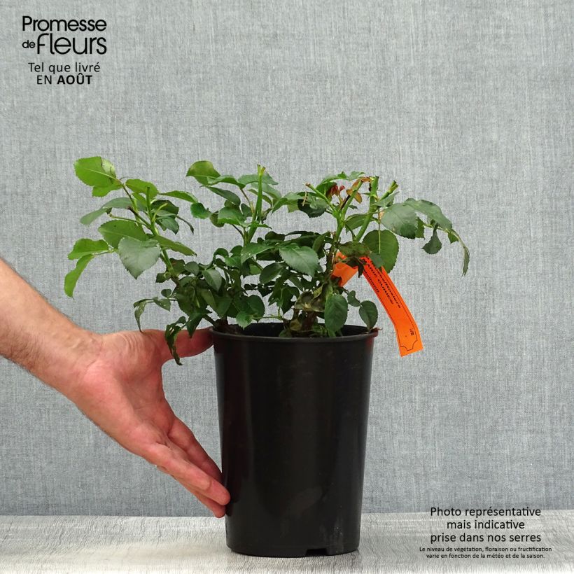Esemplare di Rosa polyantha Marie Curie Vaso da 2L/3L consegnato in estate