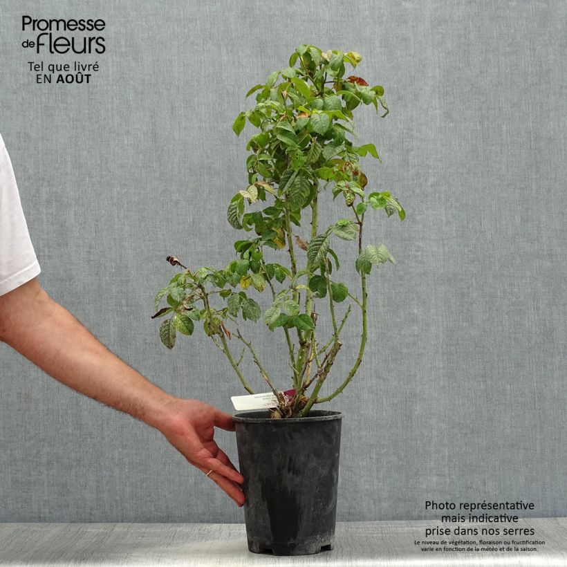 Esemplare di Rosa polyantha Mascaret Vaso da 4L/5L consegnato in estate