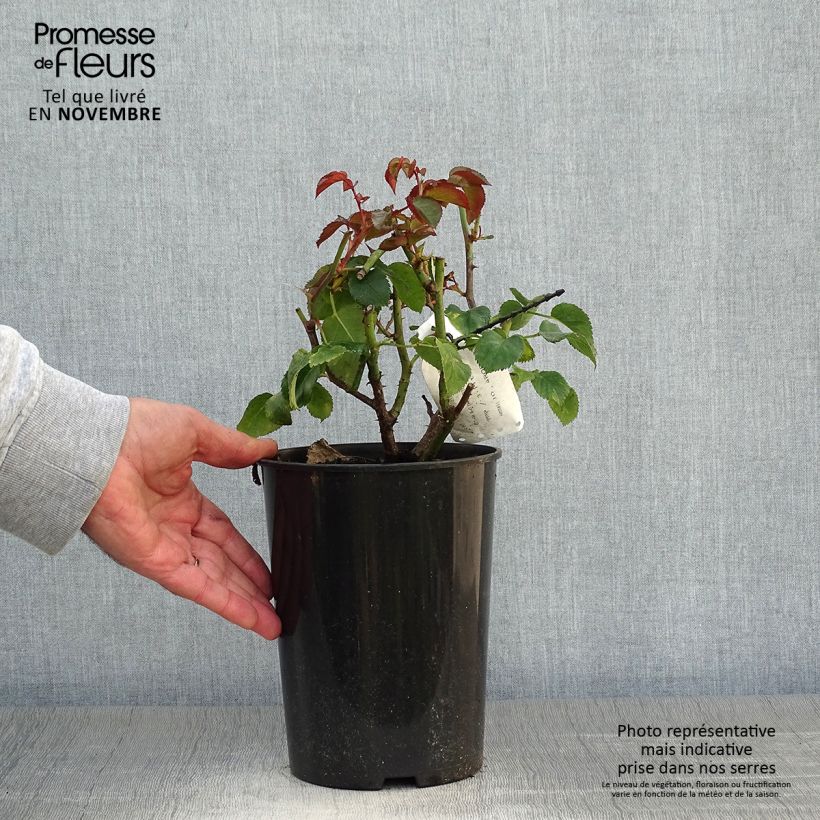 Esemplare di Rosa polyantha Orangerie Vaso da 2L/3L come consegnato in autunno