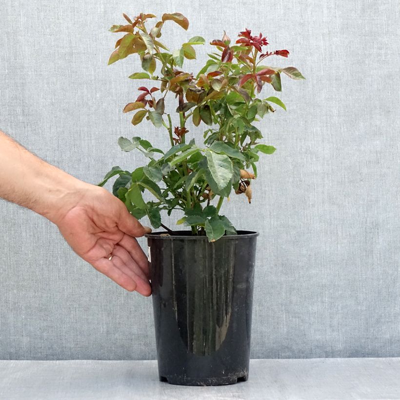 Esemplare di Rosa polyantha Oranges and Lemons Vaso da 2L/3L consegnato in estate