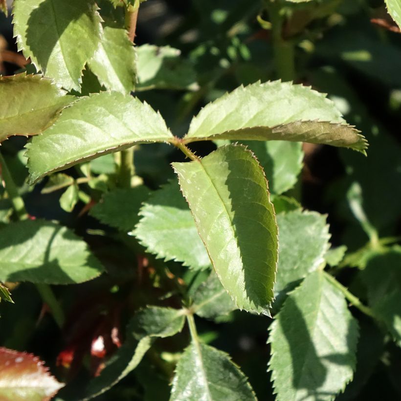 Rosa polyantha Oranges and Lemons (Fogliame)