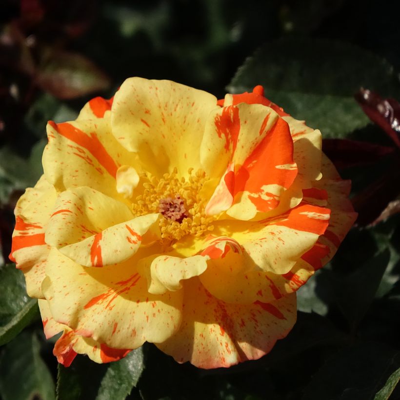 Rosa polyantha Oranges and Lemons (Fioritura)