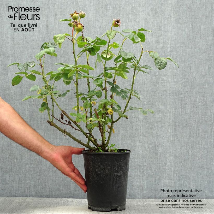 Esemplare di Rosa polyantha Park Abbey Rose Vaso da 4L/5L consegnato in estate