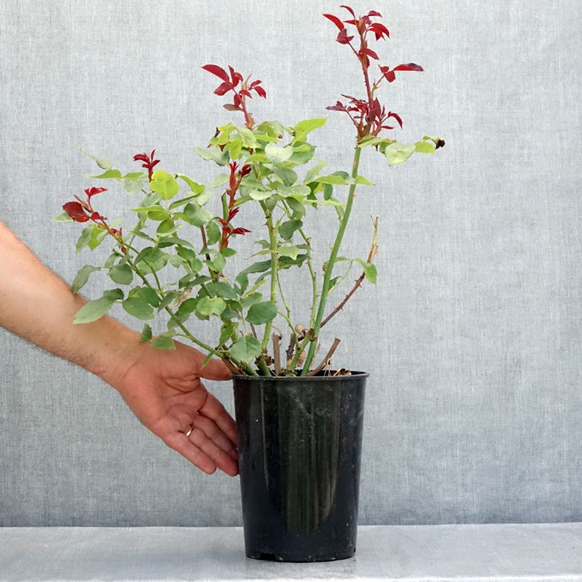 Esemplare di Rosa polyantha Pernille Poulsen Vaso da 2L/3L consegnato in estate