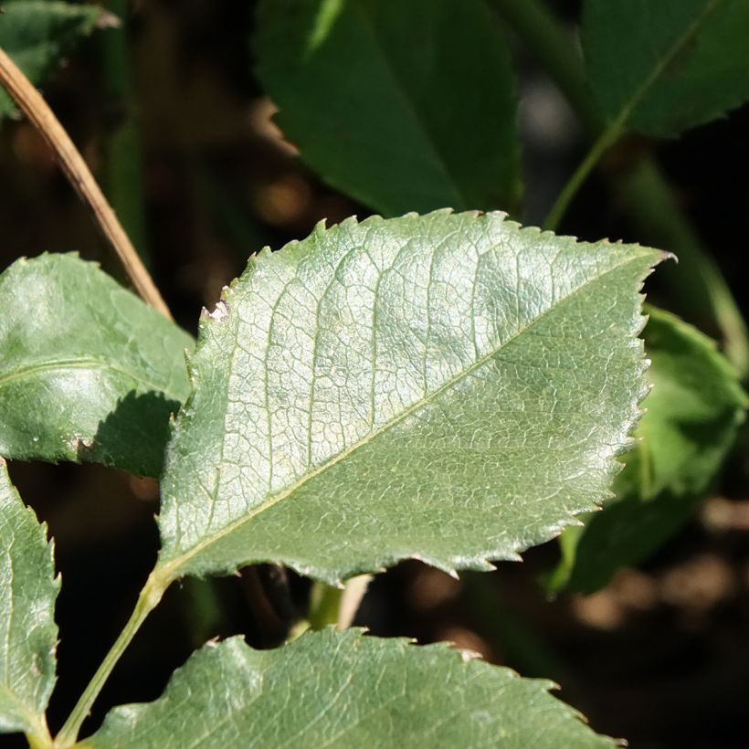 Rosa polyantha Pernille Poulsen (Fogliame)