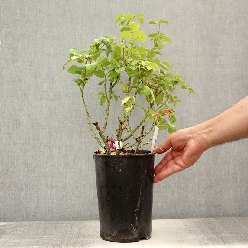 Esemplare di Rosa polyantha Pick'n Go Mattmag Vaso da 4L/5L consegnato in estate
