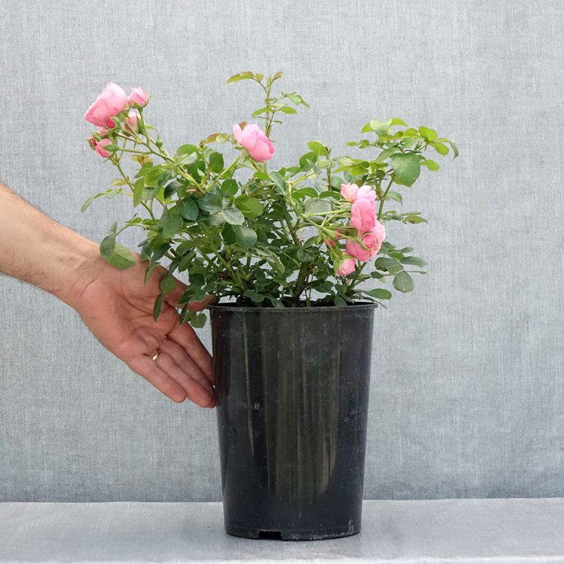 Esemplare di Rosa polyantha Pomponella Vaso da 4L/5L consegnato in estate