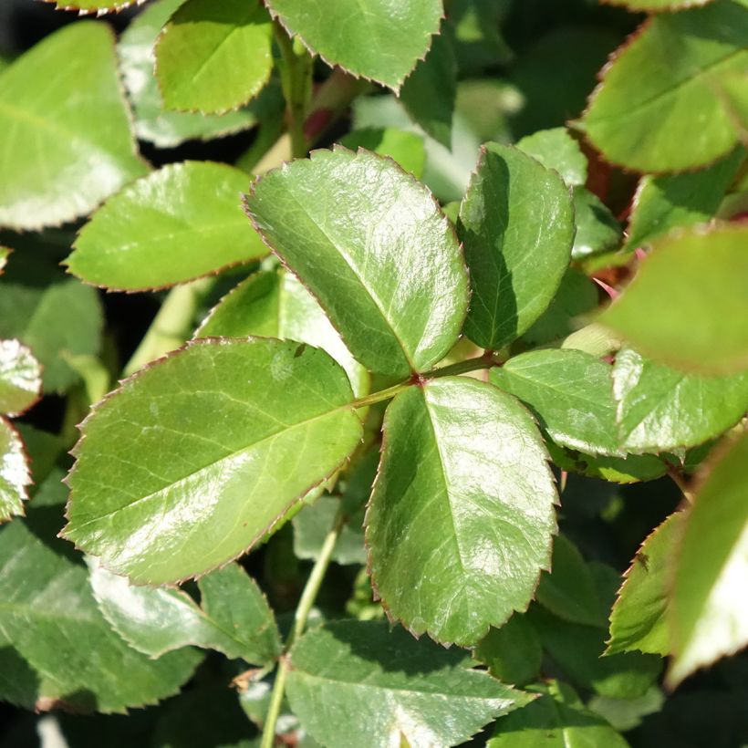 Rosa polyantha Pomponella (Fogliame)