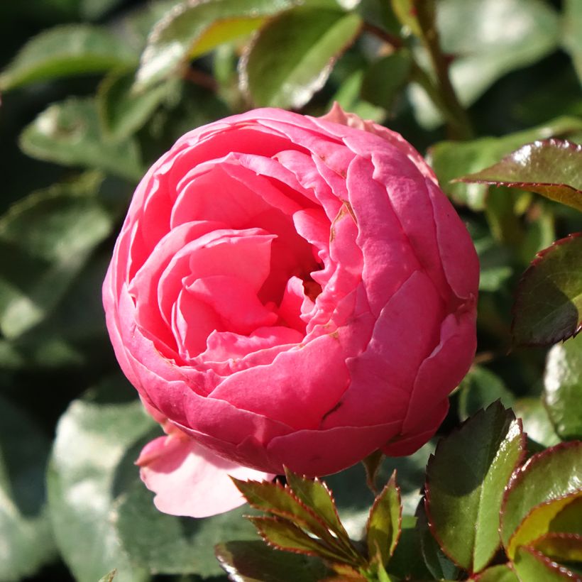 Rosa polyantha Pomponella (Fioritura)