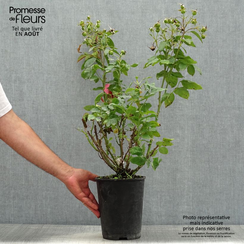 Esemplare di Rosa polyantha Quinte Flush Vaso da 4L/5L consegnato in estate