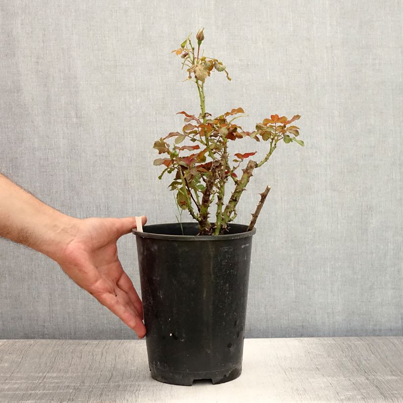 Esemplare di Rosa polyantha Remembrance Vaso da 2L/3L consegnato in estate