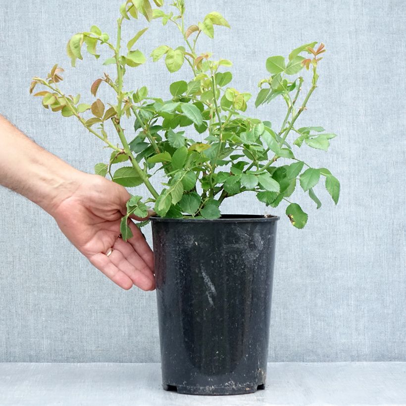 Esemplare di Rosa Floribunda Rhapsody In Blue Vaso da 4L/5L consegnato in estate