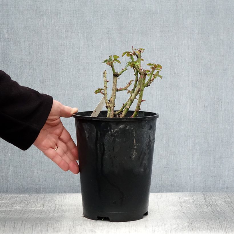 Esemplare di Rosa polyantha Rochemenier Village Vaso da 4L/5L come consegnato in autunno