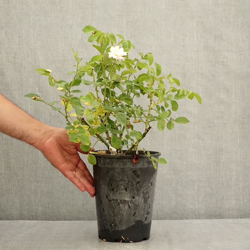 Esemplare di Rosa polyantha Rose de la petite Chabotte VELsema Vaso da 4L/5L consegnato in estate