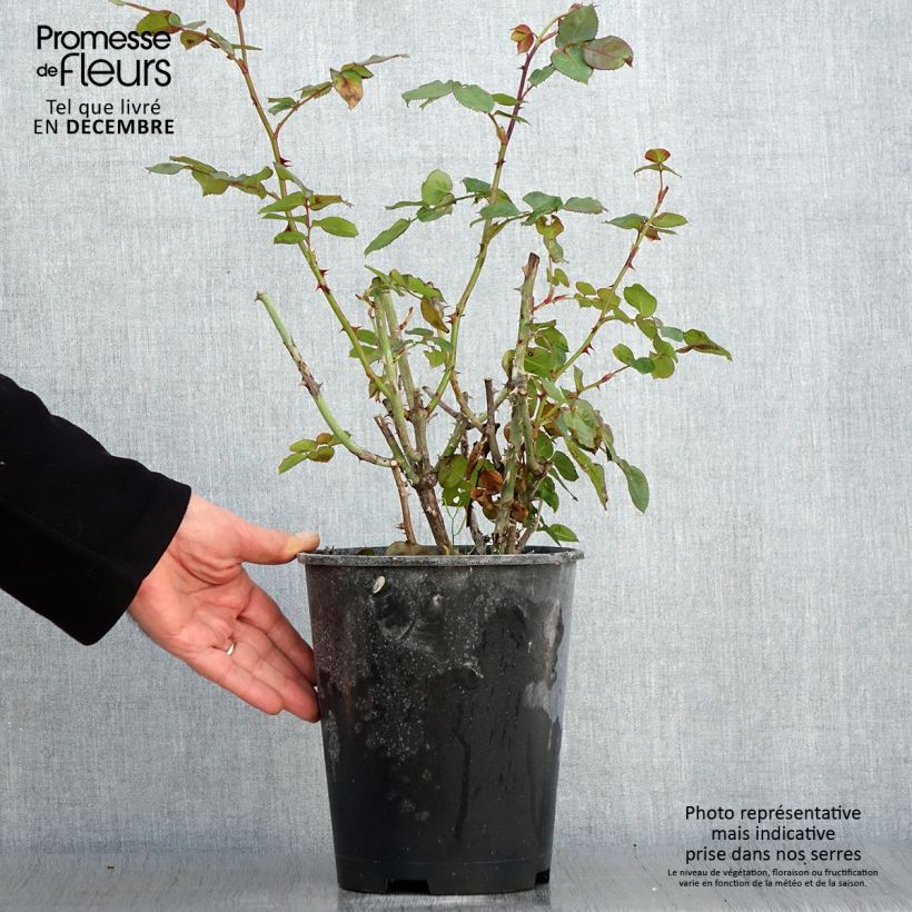 Esemplare di Rosa polyantha Salto Vaso da 4L/5L come consegnato in autunno