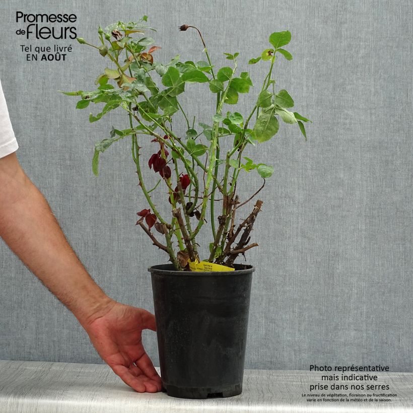Esemplare di Rosa polyantha Salto Vaso da 4L/5L consegnato in estate