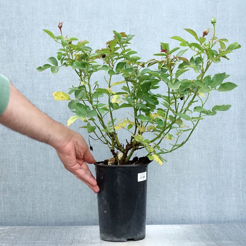 Esemplare di Rosa polyantha Schöne Koblenzerin Vaso da 2L/3L consegnato in estate