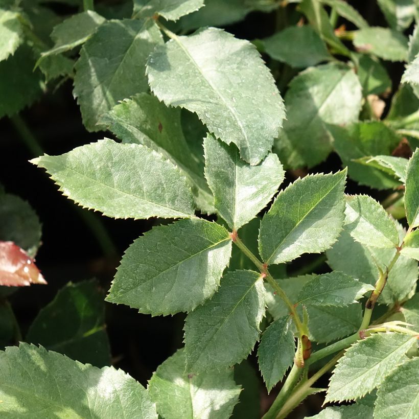 Rosa Floribunda Sophia Romantica (Fogliame)