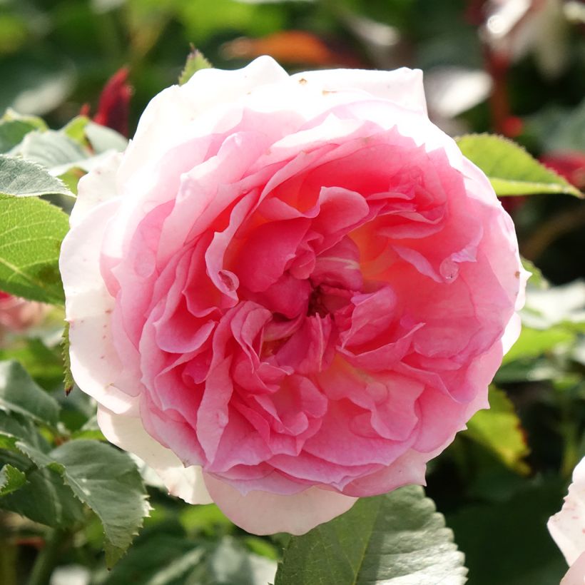 Rosa Floribunda Sophia Romantica (Fioritura)