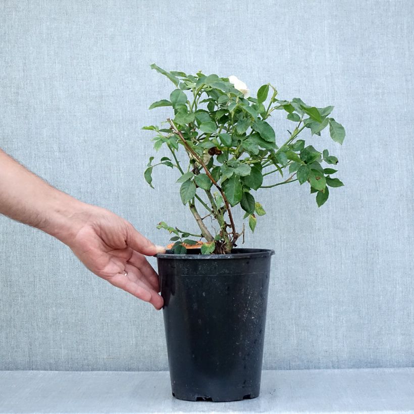 Esemplare di Rosa Floribunda Sophia Romantica  Vaso da 4L/5L consegnato in estate