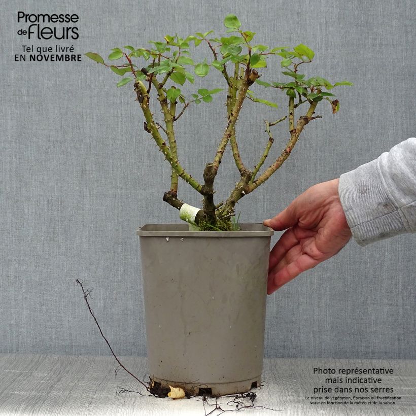 Esemplare di Rosa Floribunda Sylvie Vartan Vaso da 4L/5L come consegnato in autunno