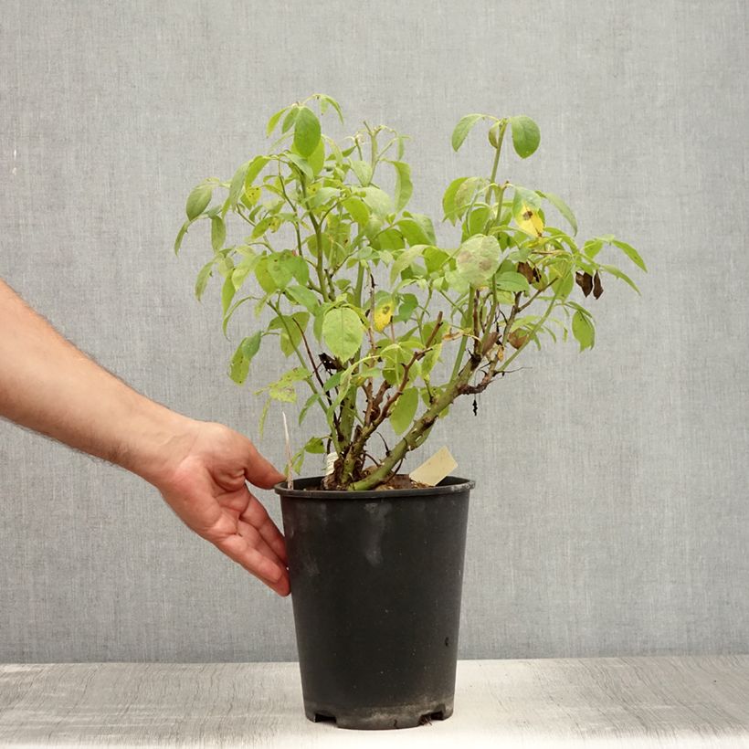 Esemplare di Rosa Floribunda Ville de Saumur Vaso da 4L/5L consegnato in estate