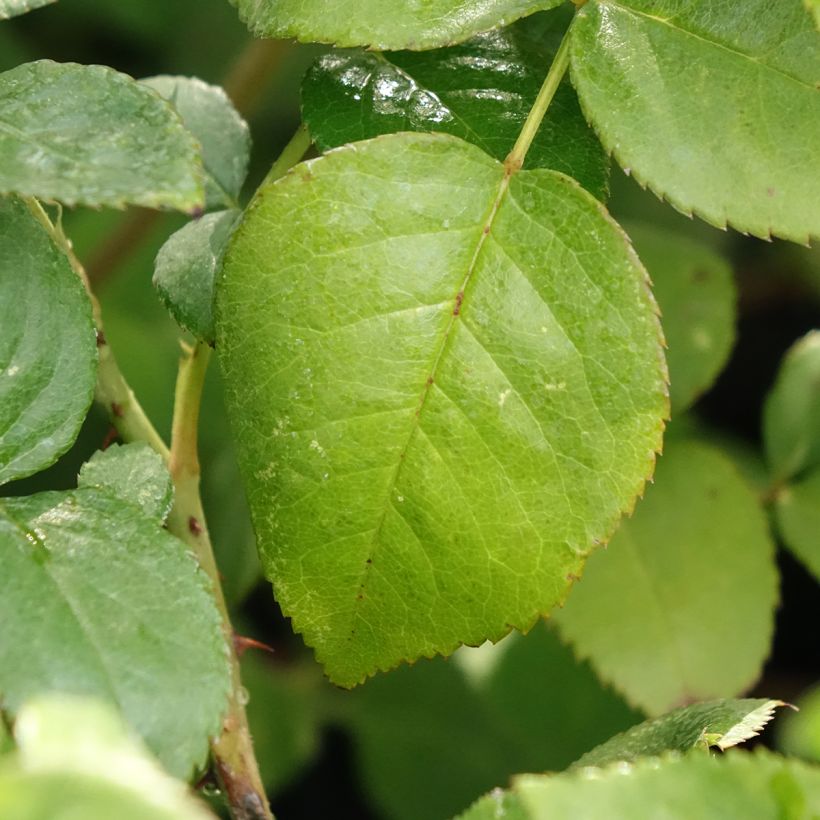 Rosa Agatha (Fogliame)