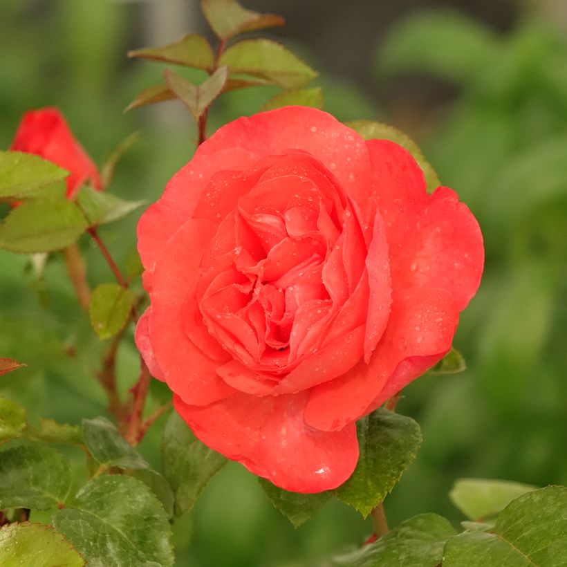 Rosa Agatha (Fioritura)